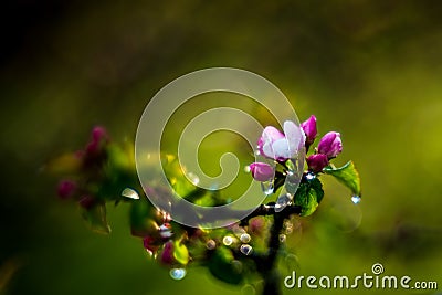 pink blooms of apple tree closeup Stock Photo