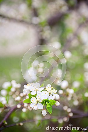 Beautiful spring blossoming plum tree Stock Photo