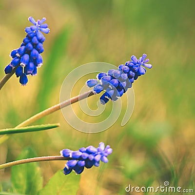 Beautiful spring blue flower grape hyacinth with sun and green grass. Macro shot of the garden with a natural blurred background. Stock Photo