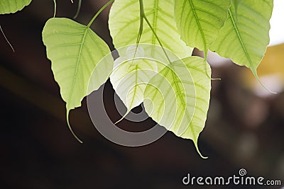 A beautiful spring Bodhi leaf with bokeh background. Stock Photo