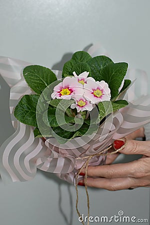 Beautiful spring bouquet of the pink primrose in female hands Stock Photo