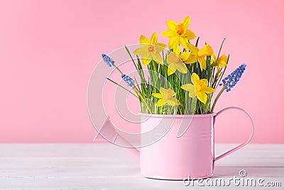 Beautiful spring composition with daffodil flowers in watering can on pink background. Woman day holiday greeting card Stock Photo