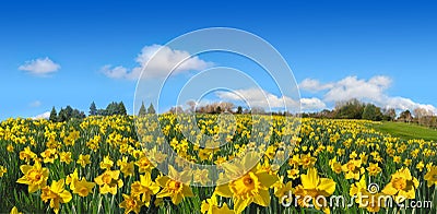 Beautiful spring field of yellow daffodils panorama in sunny day Stock Photo