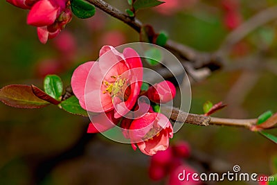 Flowers blooming spring densely beautiful with green leaves Stock Photo