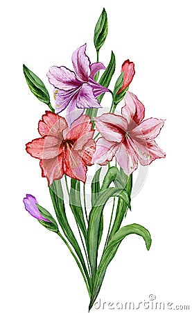 Beautiful spring floral illustration. Fresh amaryllis flowers with green leaves and closed buds isolated on white background. Cartoon Illustration