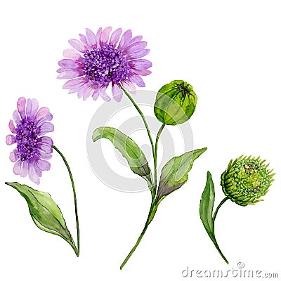 Beautiful spring floral illustration. Purple daisy Cartoon Illustration
