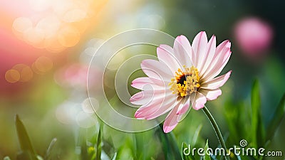 Beautiful spring flower on dreamy fantasy blurred bokeh background Stock Photo