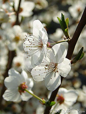 Beautiful spring flowering Stock Photo