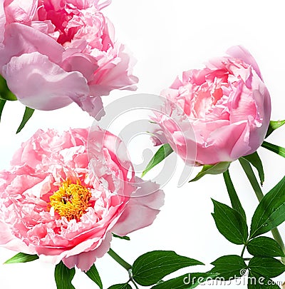 Beautiful spring flowers Stock Photo