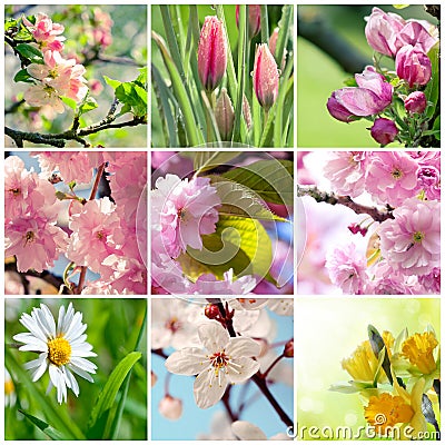 Beautiful spring flowers collage Stock Photo
