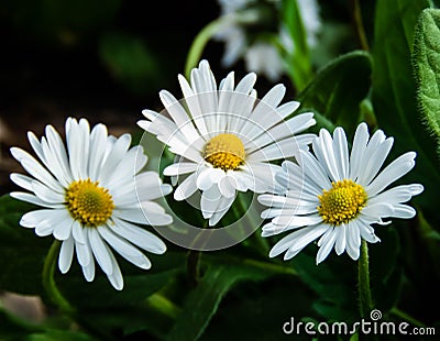 Oxeye Daisy Stock Photo