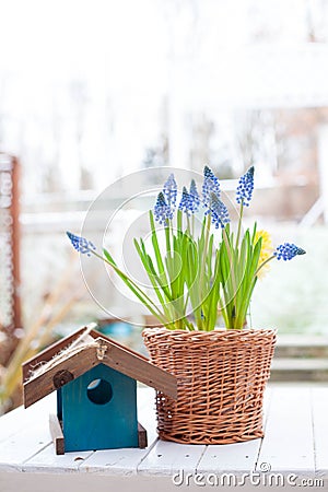 Spring flowers spring bulb grape hyacinth Muscari and yellow hyacinth in handmade wickery basket and blue wooden bird feeder on wh Stock Photo