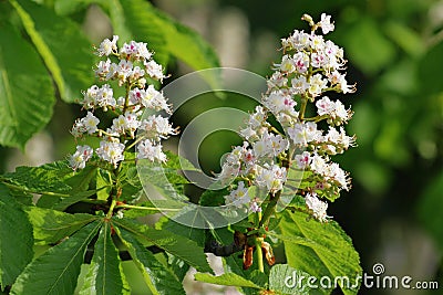 Chestnut flowers Stock Photo