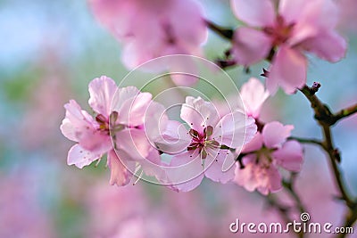 Beautiful spring landscape - blooming trees, bright pink and white flowers as background Stock Photo