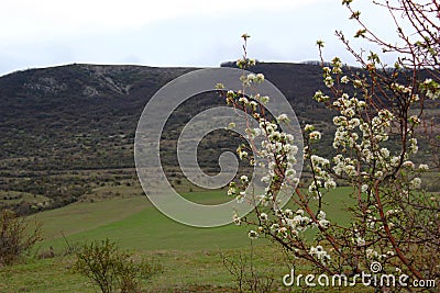 Beautiful spring landscape, blooming young trees on the background of hills Stock Photo