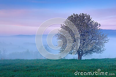 Beautiful spring in landscape. Foggy summer morning in the mountains. Blooming tree on the hill with fog. Tree from Sumava mountai Stock Photo