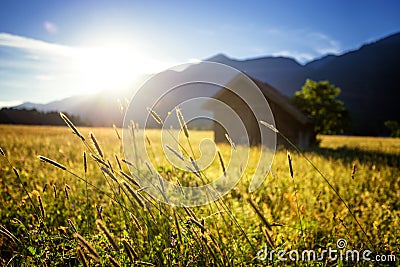 Beautiful spring meadow. Sunny clear sky with hut in mountains. Colorful field full of flowers. Grainau, Germany Stock Photo