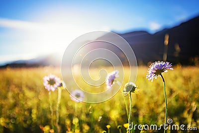 Beautiful spring meadow. Sunny clear sky with sunlight in mountains. Colorful field full of flowers. Grainau, Germany Stock Photo