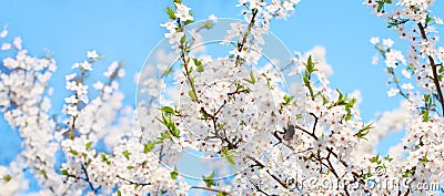 Spring Nature background with Blossoming Cherry tree Stock Photo