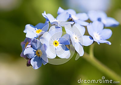 Beautiful spring nots,floral background Stock Photo