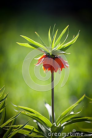 Beautiful spring orange flower grouse on a green background Stock Photo