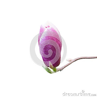 Pink magnolia flower bud. Close up, isolated on white background Stock Photo