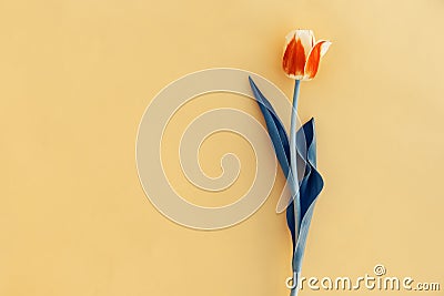 Beautiful spring pink tulip floral yellow color background with copy space. Top view. Objects on a simple background. Toned in blu Stock Photo