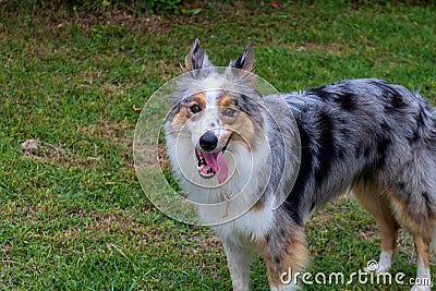 Beautiful spring portrait of adorable Gray and white border collie in the blossoming park Stock Photo