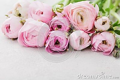 Beautiful spring Ranunculus flowers on gray background. Floral border. Pastel color. Greeting card for Valentines or Womans day Stock Photo