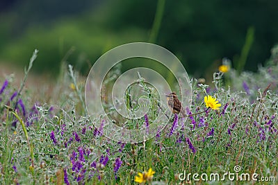 Beautiful spring scene as a little bird sits on a plant in the middle of a meadow full of flowers Stock Photo