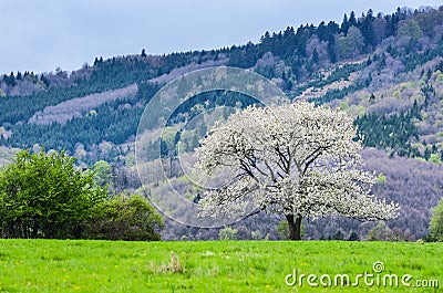 Beautiful spring scenery. White flowers cherry trees on nice meadow full of green grass. Blue sky and majesty forest in background Stock Photo