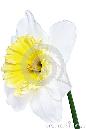 Beautiful spring single flower: white narcissus (Daffodil) Stock Photo
