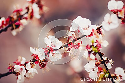 Beautiful spring texture of blooming pink apple tree, dark colored background Stock Photo
