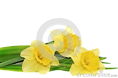 Beautiful spring three flowers : yellow narcissus (Daffodil) Stock Photo
