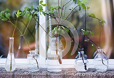Beautiful spring tree branches in glass bottles on window. Stock Photo