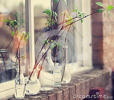 Beautiful spring tree branches in glass bottles on window. Home Stock Photo