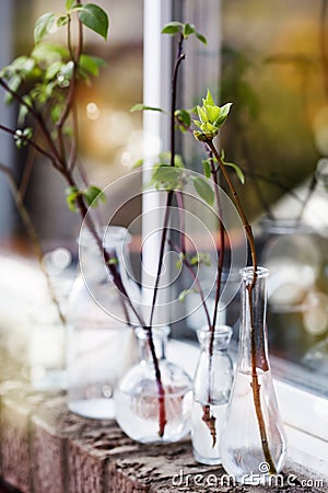 Beautiful spring tree branches in glass bottles on window Stock Photo