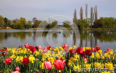 Beautiful spring tulip scene Stock Photo