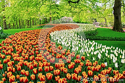 Beautiful spring tulips flowers in park, Netherlands Holland Stock Photo