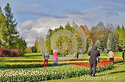 Beautiful spring tulips - walk among the tulips in stormy day Editorial Stock Photo