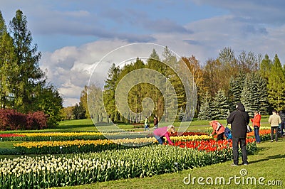 Beautiful spring tulips - walk among the tulips in stormy day Editorial Stock Photo