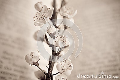 Spring twig with white apple blossoms on the book Stock Photo