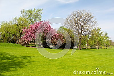 Beautiful spring view with trees and green grass. Stock Photo