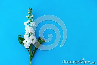 Beautiful spring white Delphinium floral blue color background with copy space. Top view. Objects on a simple background Stock Photo