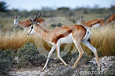 Beautiful springbok Antidorcas marsupialis Stock Photo