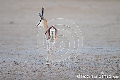 Beautiful springbok captured from behind in the middle of the desert Stock Photo