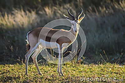 Beautiful Springbok , national animal of South Africa in a game reserve Stock Photo