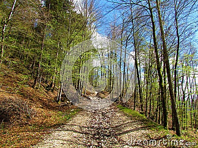 Beautiful springtime beech forest in bright green foliage Stock Photo