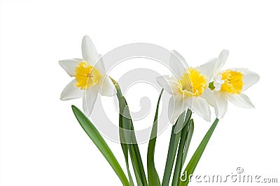 Beautiful springtime narcissus Stock Photo