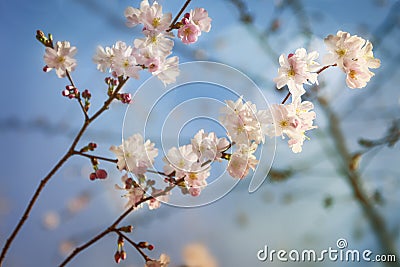 Beautiful Springtime spirit Stock Photo